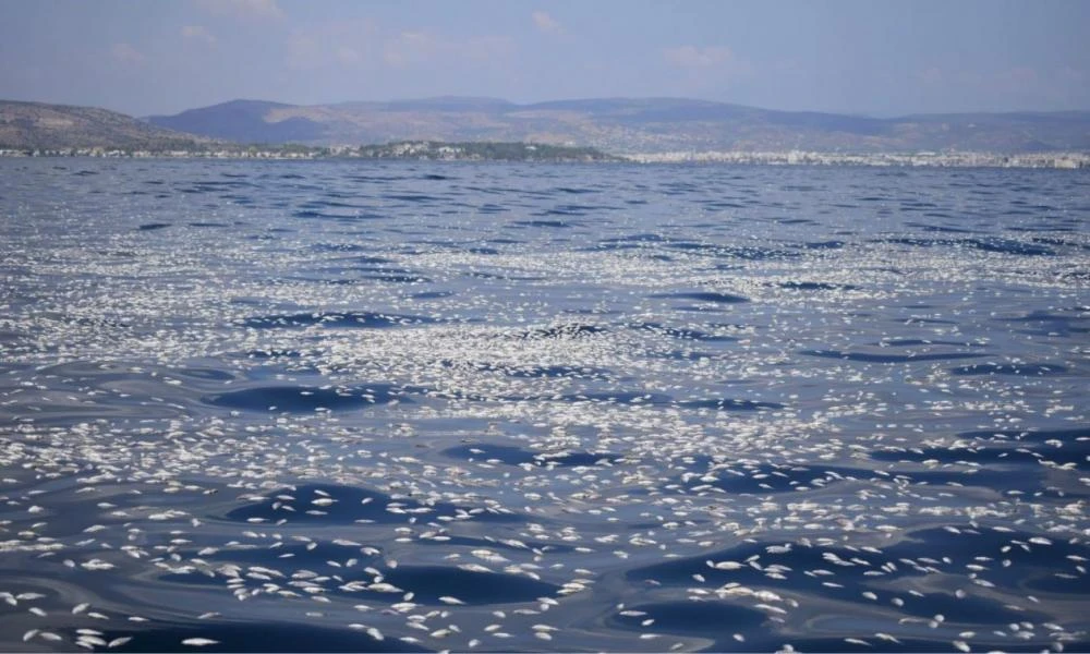 SOS επιστημόνων για τον Παγασητικό: Έρχονται οι καρχαρίες να φάνε τα νεκρά ψάρια